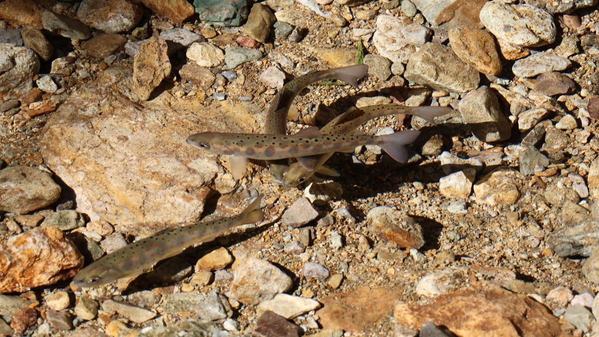 新田ふるさと村