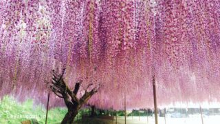 紫のシャワーが降り注ぐ！丹波市・白毫寺「第25回九尺ふじまつり」が4月25日より開幕