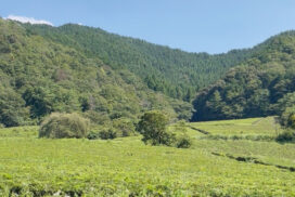 田舎暮らしをリアルに体験。神河町で「空き家見学とお茶摘み体験ツアー」開催