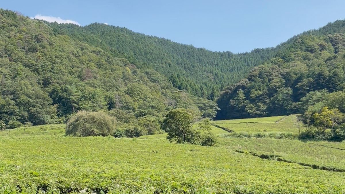 田舎暮らしをリアルに体験。神河町で「空き家見学とお茶摘み体験ツアー」開催