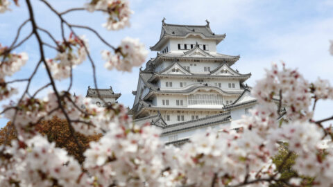 前日の大雨にも耐えた姫路城の桜