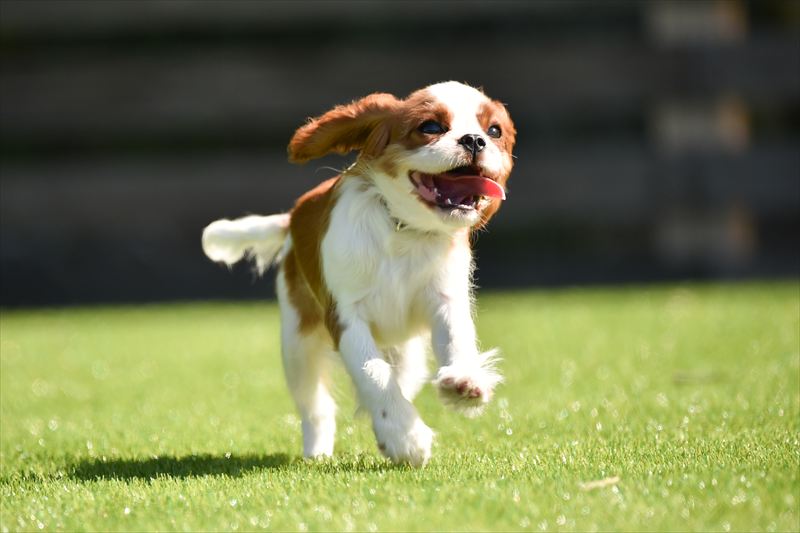 小学生以下無料＆3,000円OFF！赤穂海浜公園内グランピングで初夏キャンペーン開催