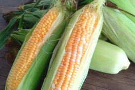甘さがぎゅぎゅっと！毎年大好評の兵庫県産「スイートモーニング」の予約開始