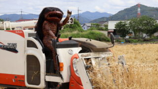 福崎町でもちむぎの刈り取りスタート ガジロウも収穫をお手伝い