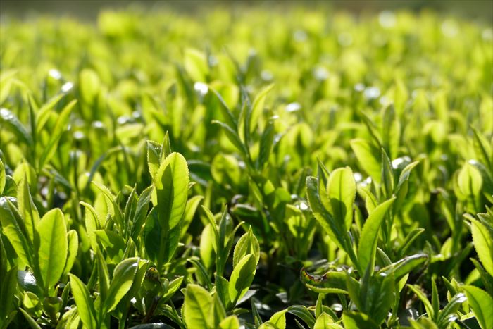 1200年の歴史を誇る兵庫県内随一の茶処でお茶を楽しむ。「丹波篠山新茶ウィーク」が開催│丹波篠山市