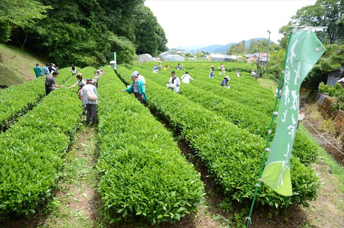1200年の歴史を誇る兵庫県内随一の茶処でお茶を楽しむ。「丹波篠山新茶ウィーク」が開催│丹波篠山市