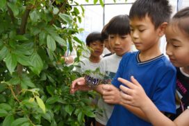 国蝶「オオムラサキ」が今年も羽化。市民団体と明峰小学校の連携による環境教育の取り組み／川西市
