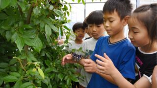 国蝶「オオムラサキ」が今年も羽化。市民団体と明峰小学校の連携による環境教育の取り組み／川西市