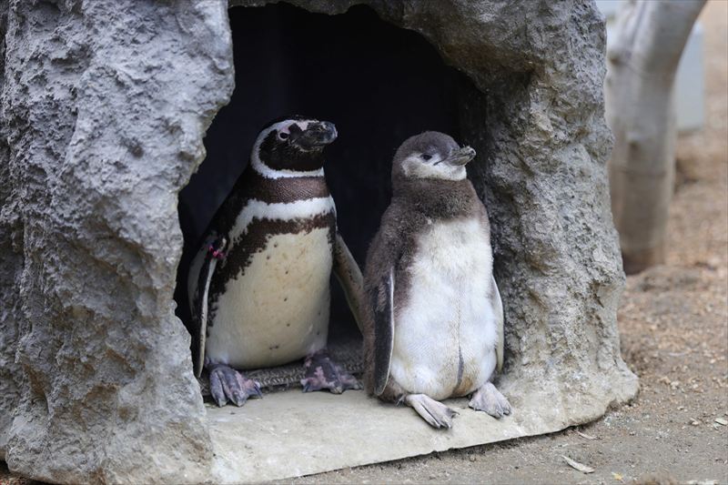神戸須磨シーワールドでマゼランペンギンのヒナが続々と誕生