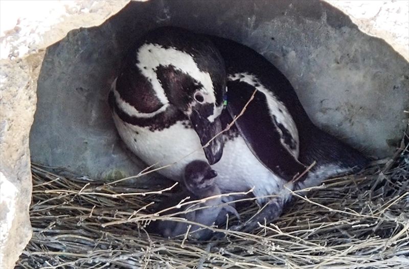 神戸須磨シーワールドでマゼランペンギンのヒナが続々と誕生